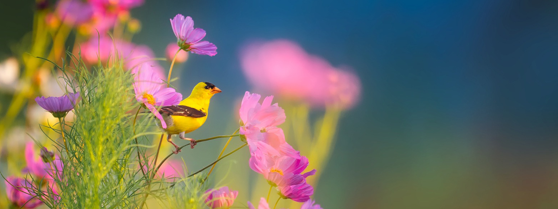 Kirkland en fleurs